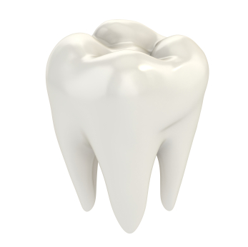 White Molar tooth rendered on white background White Molar tooth rendered on white background